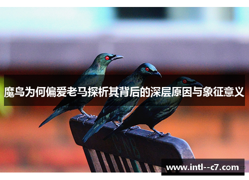 魔鸟为何偏爱老马探析其背后的深层原因与象征意义